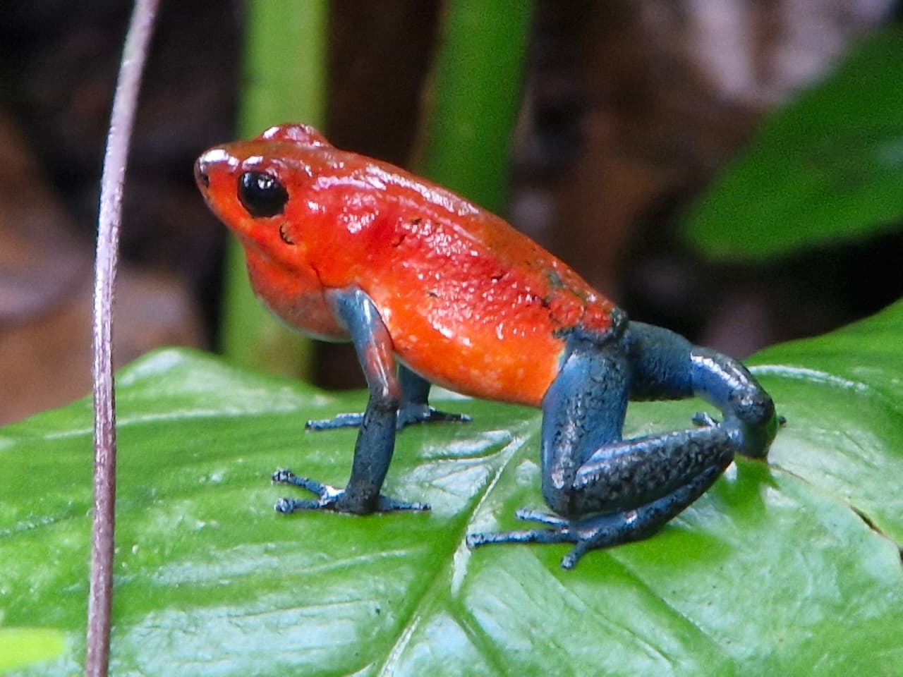 Red frog